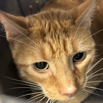 Rescue Domestic Short Hair Cats for Adoption in New York, New York - Kiwi | PetCurious