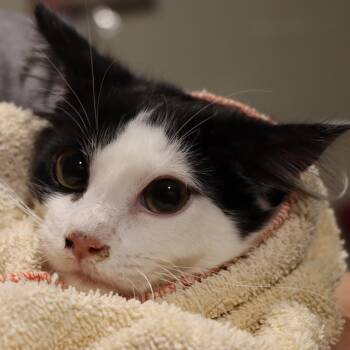 Domestic Medium Hair Cats Available for Adoption - Burburin | PetCurious