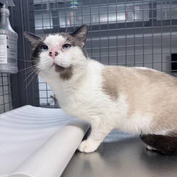 Stevie -  Siamese Cat for Adoption in New York, New York - Stevie | PetCurious