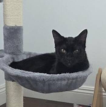 Luna Brulette -  Domestic Short Hair Cat for Adoption in Santa Ana, California - Luna Brulette | PetCurious