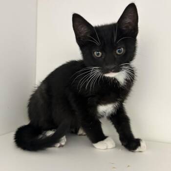 2B4 Kitten (A192662) -  Domestic Short Hair Cat for Adoption in Ojai, California - 2B4 Kitten (A192662) | PetCurious