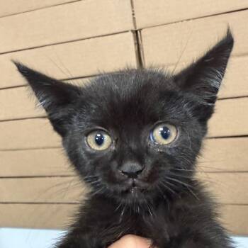 Red -  Domestic Short Hair Cat for Adoption in Newark, New Jersey - Red | PetCurious