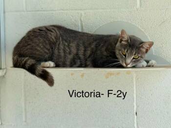 victoria -  Domestic Short Hair Cat for Adoption in Waverly, Tennessee - Victoria | PetCurious