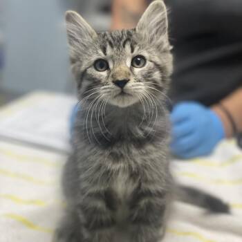 Sand Dune -  Domestic Long Hair Cat for Adoption in Riverside, California - Sand Dune | PetCurious