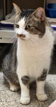 Domestic Short Hair Cats Available for Adoption - Fu Manchu | PetCurious