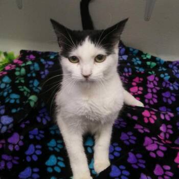 Domestic Short Hair Cats Available for Adoption in Hot Springs, South Dakota - Moxi | PetCurious