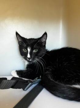 Coffee -  Domestic Short Hair Cat for Adoption in Kalispell, Montana - Coffee | PetCurious