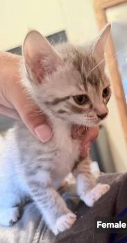 Teeny -  Domestic Short Hair Cat for Adoption in Darien, Georgia - Teeny | PetCurious
