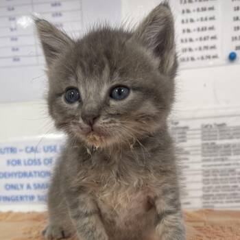 Caillou -  Domestic Short Hair Cat for Adoption in Redwood Valley, California - Caillou | PetCurious