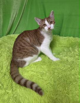 Dandelion -  Domestic Short Hair Cat for Adoption in Memphis, Tennessee - Dandelion | PetCurious