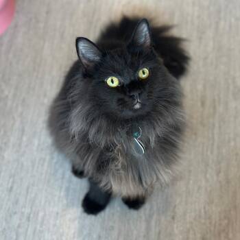 Caribou -  Domestic Long Hair Cat for Adoption in Port Washington, New York - Caribou | PetCurious