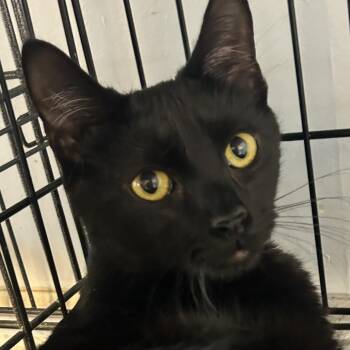 Domestic Short Hair Cats Available for Adoption in Middletown, New York - Wally | PetCurious