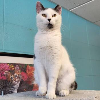 Domestic Short Hair Cats Available for Adoption - Epiphany | PetCurious