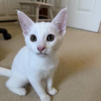 Nova -  Domestic Short Hair Cat for Adoption in Elfin Forest, California - Nova | PetCurious