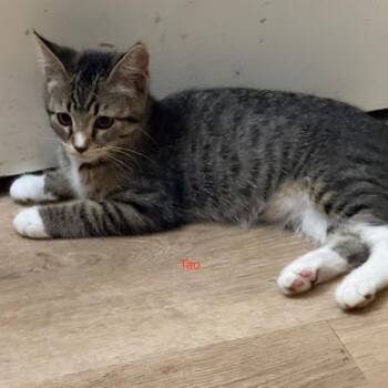 Tao -  Domestic Short Hair and Tabby Cat for Adoption in Antioch, California - Tao | PetCurious