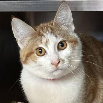 Eenie -  Domestic Medium Hair Cat for Adoption in Chicago, Illinois - Eenie | PetCurious