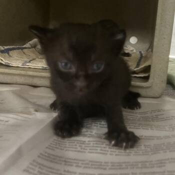 Red Bull -  Domestic Short Hair Cat for Adoption in San Antonio, Texas - Red Bull | PetCurious
