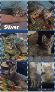 Silver -  Domestic Short Hair Cat for Adoption in Newberg, Oregon - Silver | PetCurious
