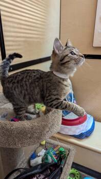 Tabby Cats Available for Adoption - Henry | PetCurious