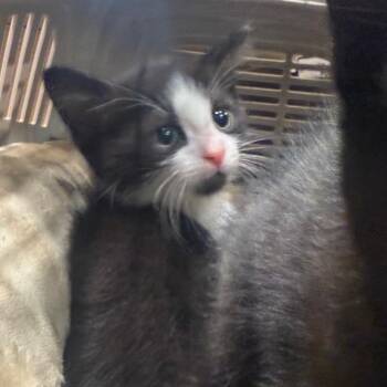 Kenzie -  Domestic Short Hair Cat for Adoption in Winston-salem, North Carolina - Kenzie | PetCurious