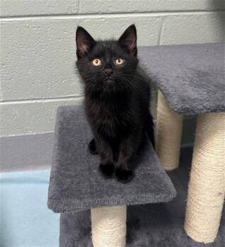 PUDGE -  Domestic Short Hair Cat for Adoption in Geneva, Illinois - PUDGE | PetCurious