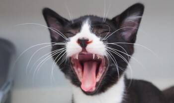 Rescue Domestic Short Hair Cats for Adoption in Courtenay, British Columbia - Mirin | PetCurious