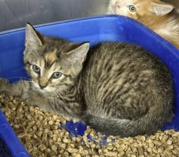 STEPHANIE -  Domestic Short Hair Cat Available for Adoption in Killeen, Texas - STEPHANIE | PetCurious