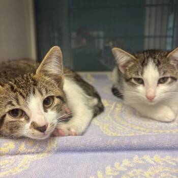 Branch -  Domestic Short Hair Cat for Adoption in East Hanover, New Jersey - Branch | PetCurious