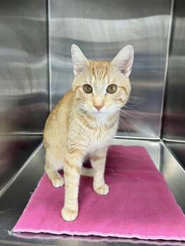 Hawkeye -  Domestic Short Hair Cat for Adoption in Blaine, Minnesota - Hawkeye | PetCurious