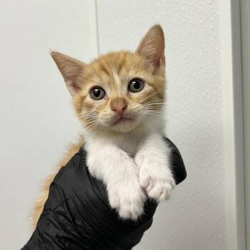 Vega -  Domestic Short Hair Cat for Adoption in Abilene, Texas - Vega | PetCurious