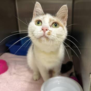 Faith -  Calico Cat for Adoption in La Grange Park, Illinois - Faith | PetCurious