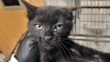 MAUVE -  Domestic Short Hair Cat for Adoption in Colorado Springs, Colorado - MAUVE | PetCurious