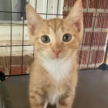 Emilio -  Domestic Short Hair Cat for Adoption in Gastonia, North Carolina - Emilio | PetCurious