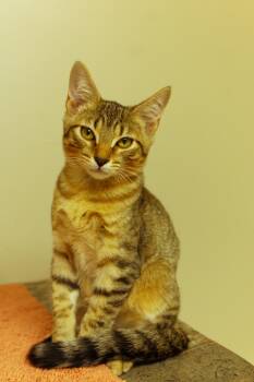 Chevy -  Domestic Short Hair Cat for Adoption in Urbana, Ohio - Chevy | PetCurious