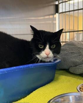 Rescue Domestic Short Hair Cats for Adoption in Rockwall, Texas - Bennie | PetCurious