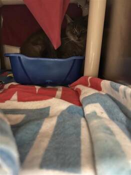Soraya -  Domestic Medium Hair and Domestic Short Hair Cat for Adoption in Montreal, Quebec - Soraya | PetCurious