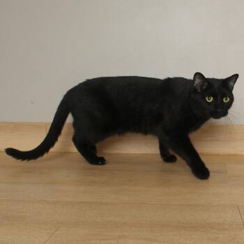 Vanta C70213 -  Domestic Short Hair Cat for Adoption in Minnetonka, Minnesota - Vanta C70213 | PetCurious