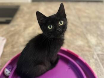 SKINNY MINNIE -  Domestic Short Hair Cat for Adoption in Colorado Springs, Colorado - SKINNY MINNIE | PetCurious