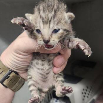 Domestic Short Hair Cats Available for Adoption in Edwardsville, Illinois - Meadow | PetCurious