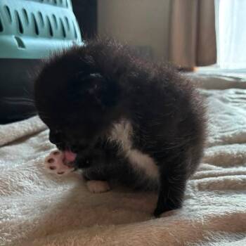 Ring Pop -  Domestic Short Hair Cat for Adoption in Walker, Michigan - Ring Pop | PetCurious