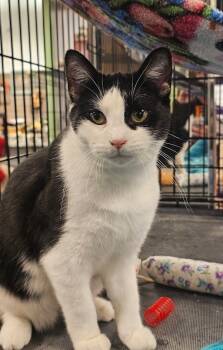 Rescue Domestic Short Hair Cats for Adoption in St. Cloud, Minnesota - Trixie | PetCurious