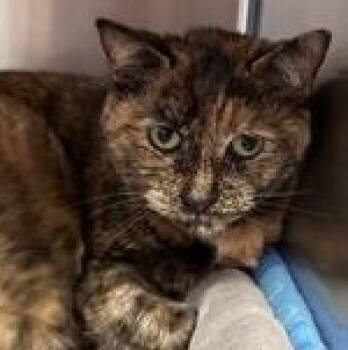 Kara -  Domestic Short Hair Cat Available for Adoption in Bridgewater, New Jersey - Kara | PetCurious