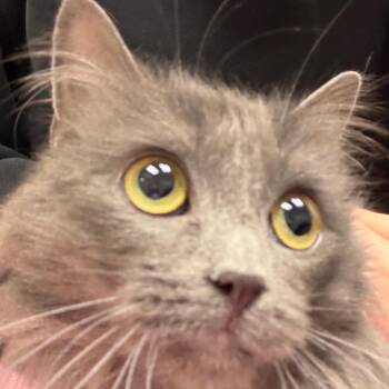 Domestic Medium Hair Cats Available for Adoption in Murray, Utah - Bella | PetCurious