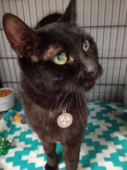 Mister -  Domestic Short Hair Cat for Adoption in Muskegon, Michigan - Mister | PetCurious