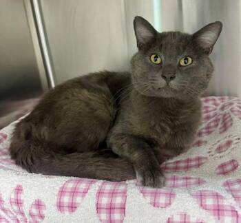 ANCHOVY -  Domestic Short Hair Cat for Adoption in Derwood, Maryland - ANCHOVY | PetCurious