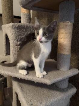 Eva -  Domestic Short Hair Cat for Adoption in Cleveland, Ohio - Eva | PetCurious