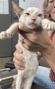 PIERCE -  Domestic Short Hair Cat for Adoption in Dallas, Texas - PIERCE | PetCurious
