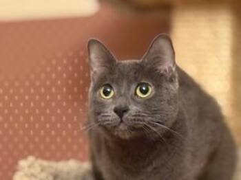Domestic Short Hair Cats Available for Adoption in Lemoyne, Pennsylvania - April | PetCurious