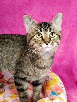 Stripes -  Domestic Short Hair Cat for Adoption in Greenville, Illinois - Stripes | PetCurious