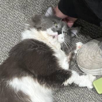 Benny -  Domestic Long Hair Cat for Adoption in Durango, Colorado - Benny | PetCurious